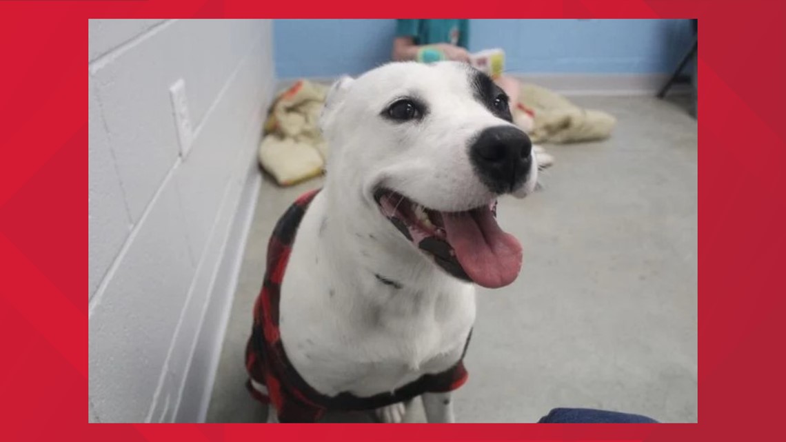 Marshall animal shelter raises 4 save rate in two years cbs19.tv