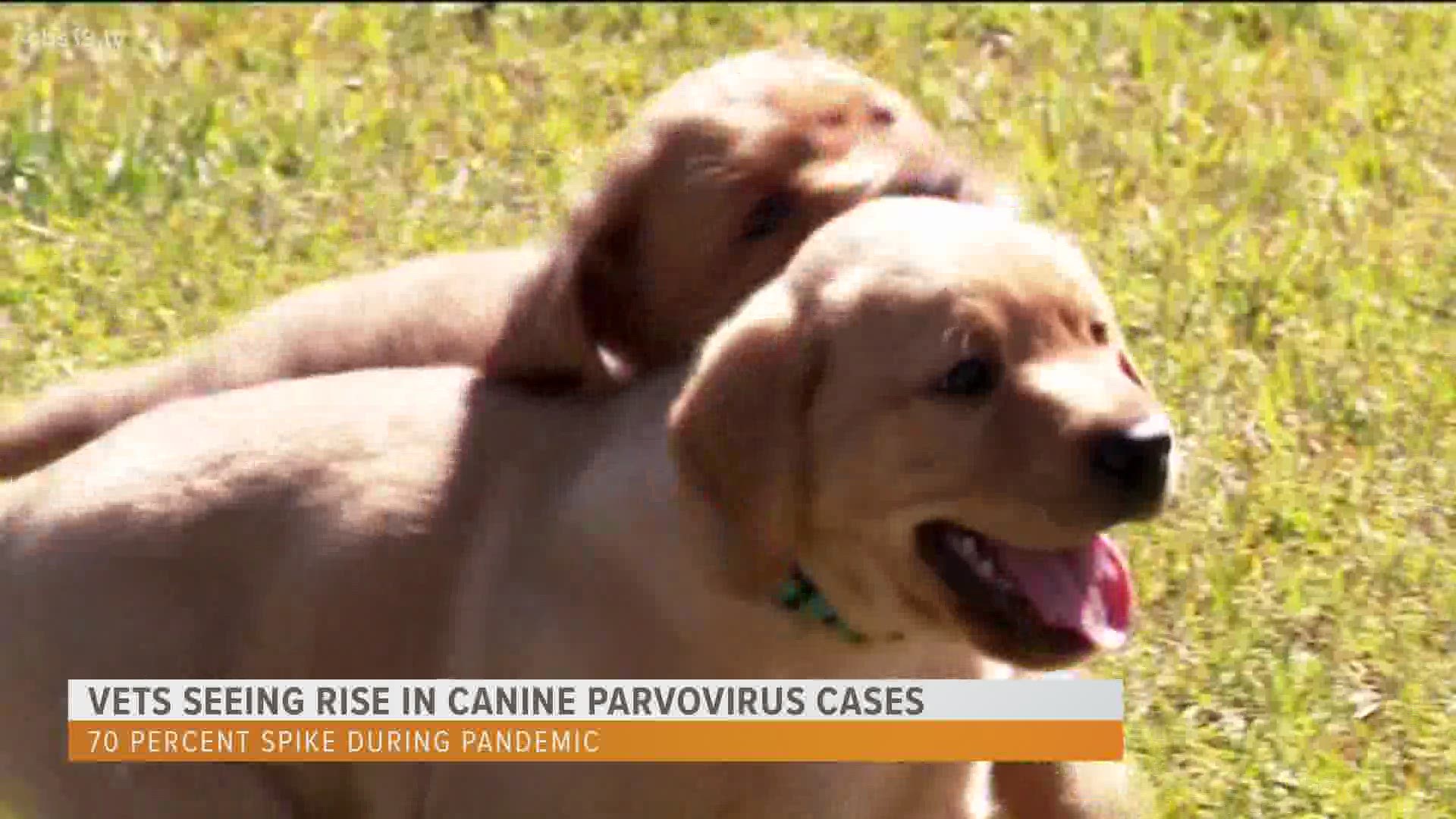 As the nation battles the coronavirus, Dr. Shirey warns of another virus on the rise in dogs.