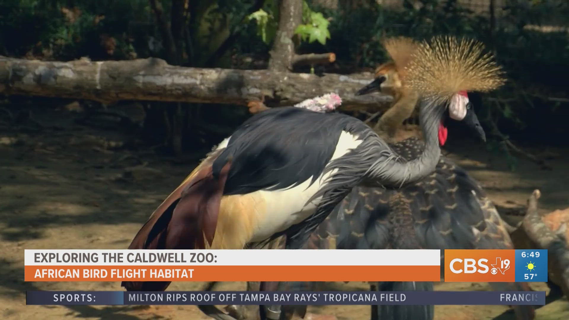 For more behind-the-scenes zoo content, watch CBS19 on Fridays during Morning Y'all for the weekly segment, Exploring the Caldwell Zoo