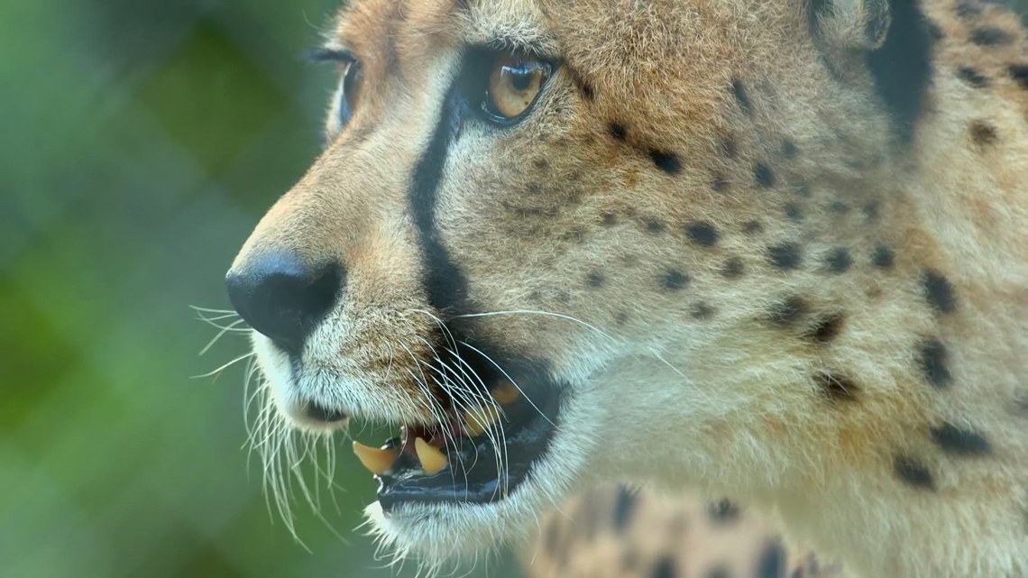 EXPLORING THE CALDWELL ZOO: How X-ray training helps protect endangered cheetahs