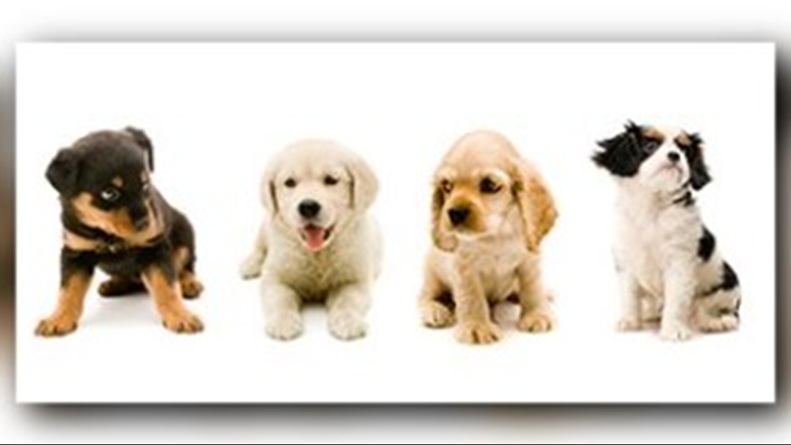 local pet stores with puppies