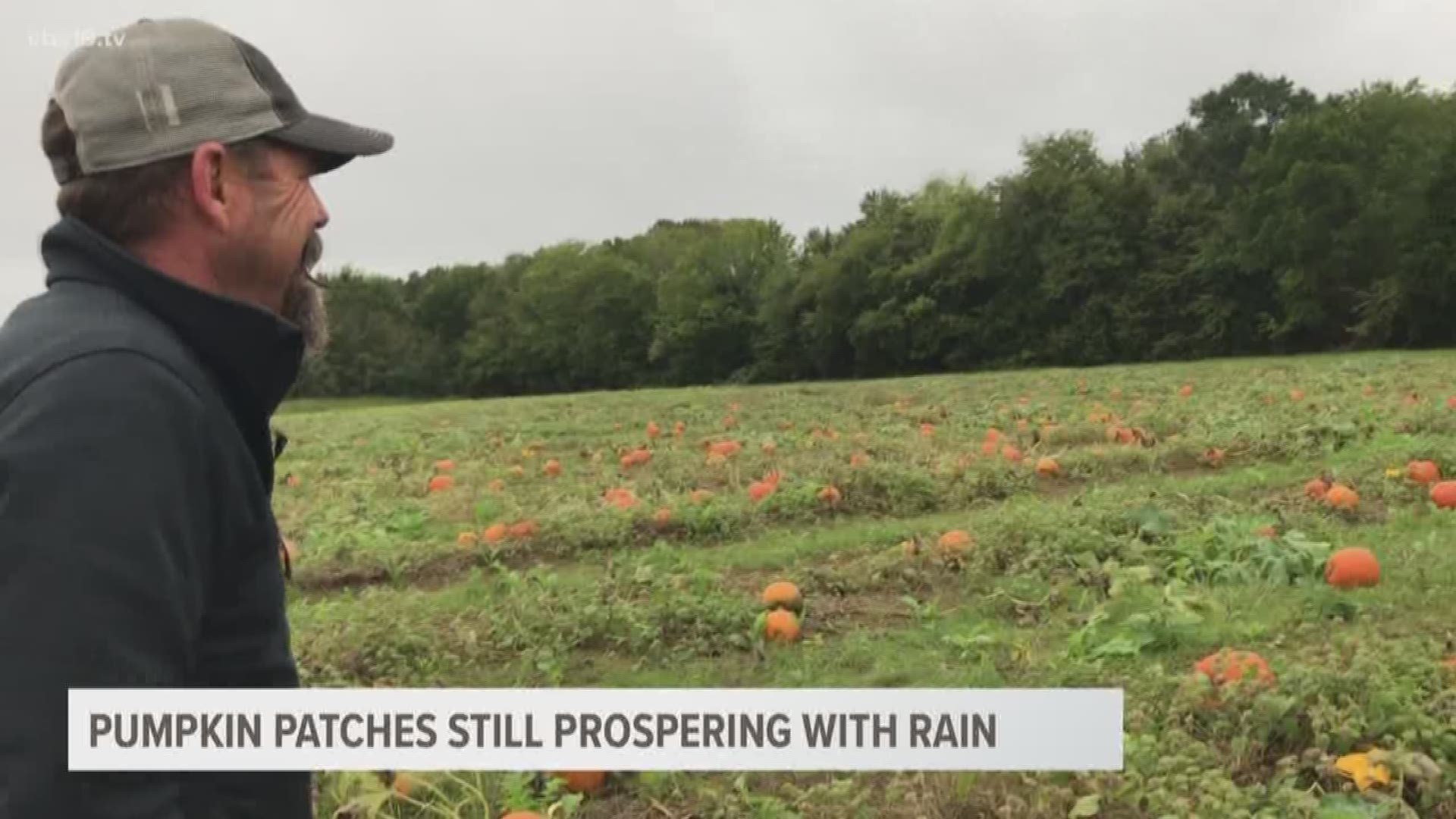 AN EAST TEXAS GROWER TAKES US THROUGH HIS PUMPKIN FARM AFTER SEVERE STORMS THIS PAST WEEKEND.