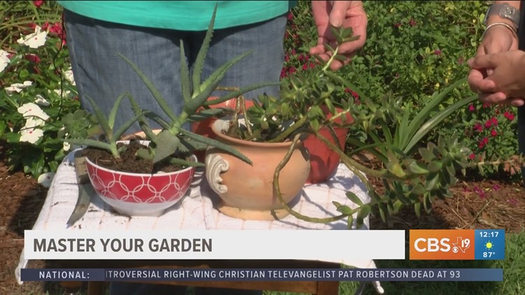 MASTERING YOUR GARDEN: What are 'passalong plants'?