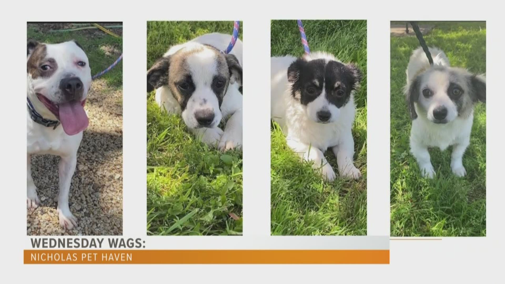 If you'd like to adopt one of these furbabies, contact Nicholas Pet Haven at  (903) 312-7585.