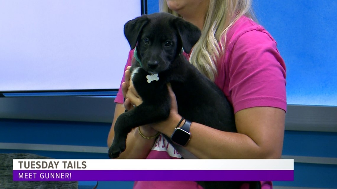 Meet Gunner from the SPCA of East Texas - Vimarsana News