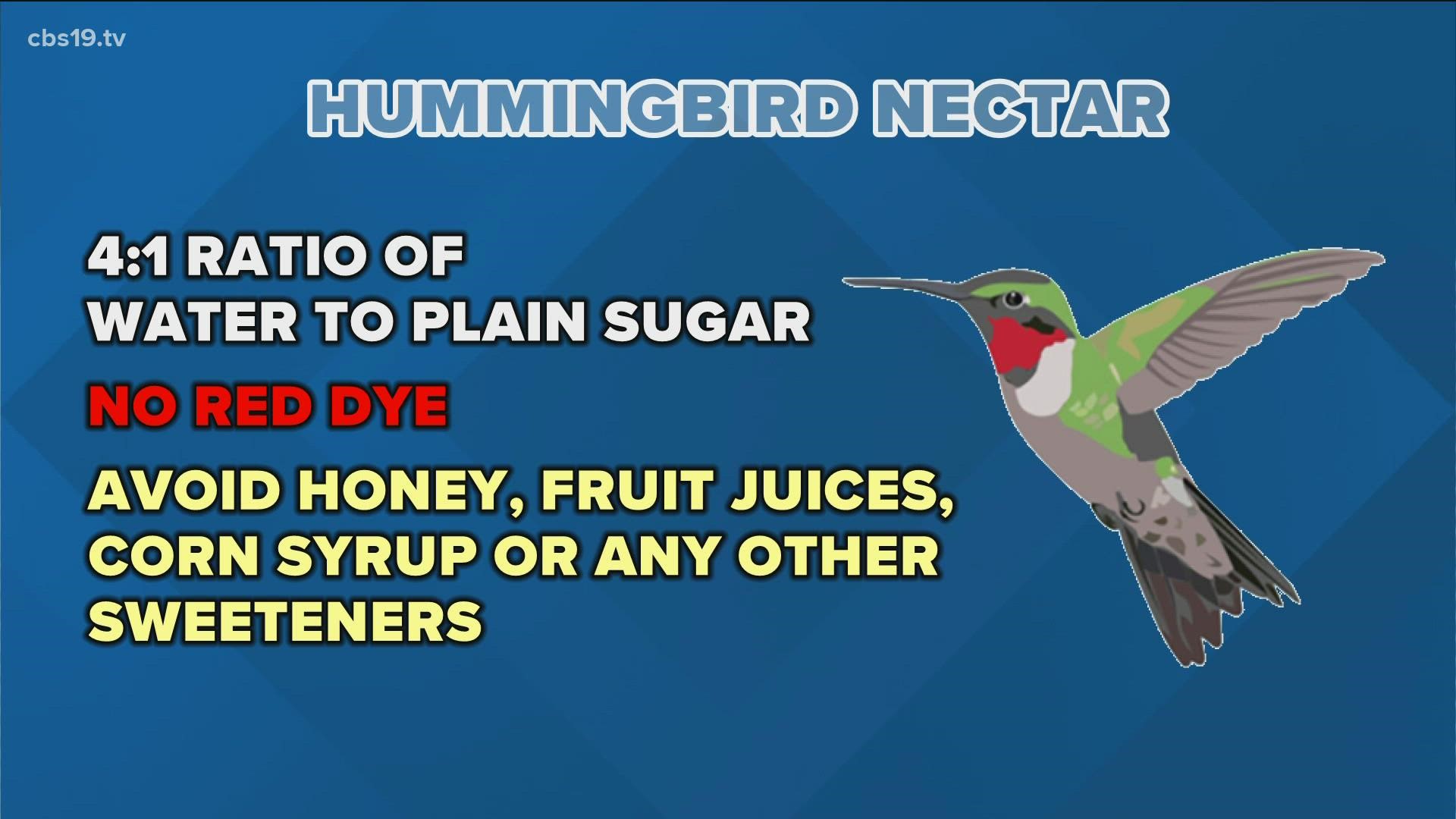 Its easy to attract the birds to your yard by creating a scenery of bright colors and featuring homemade nectar made of sugar and water