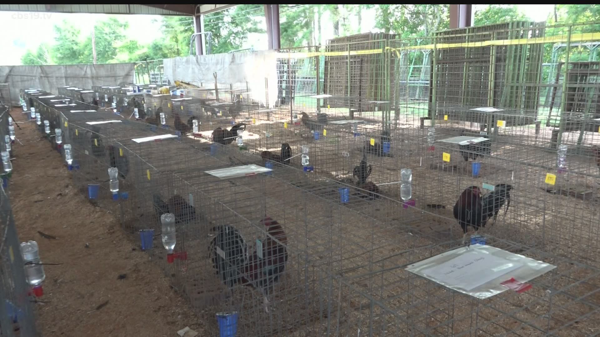 The Rusk County Sheriff's Office donated 75 roosters to Pets Alive and they'll be up for adoption as early as next week.