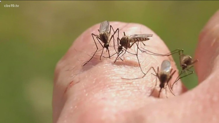 Mosquito season is here and you need to be prepared