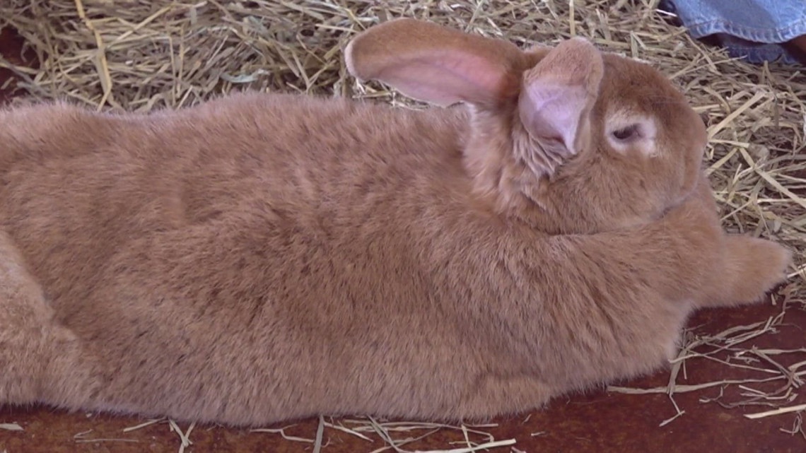 Rabbit 2J2A9157-2_grande.jpg?v=1712090637