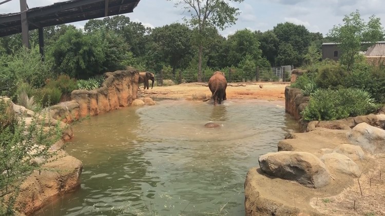 Caldwell Zoo keeping animals cool during the summer