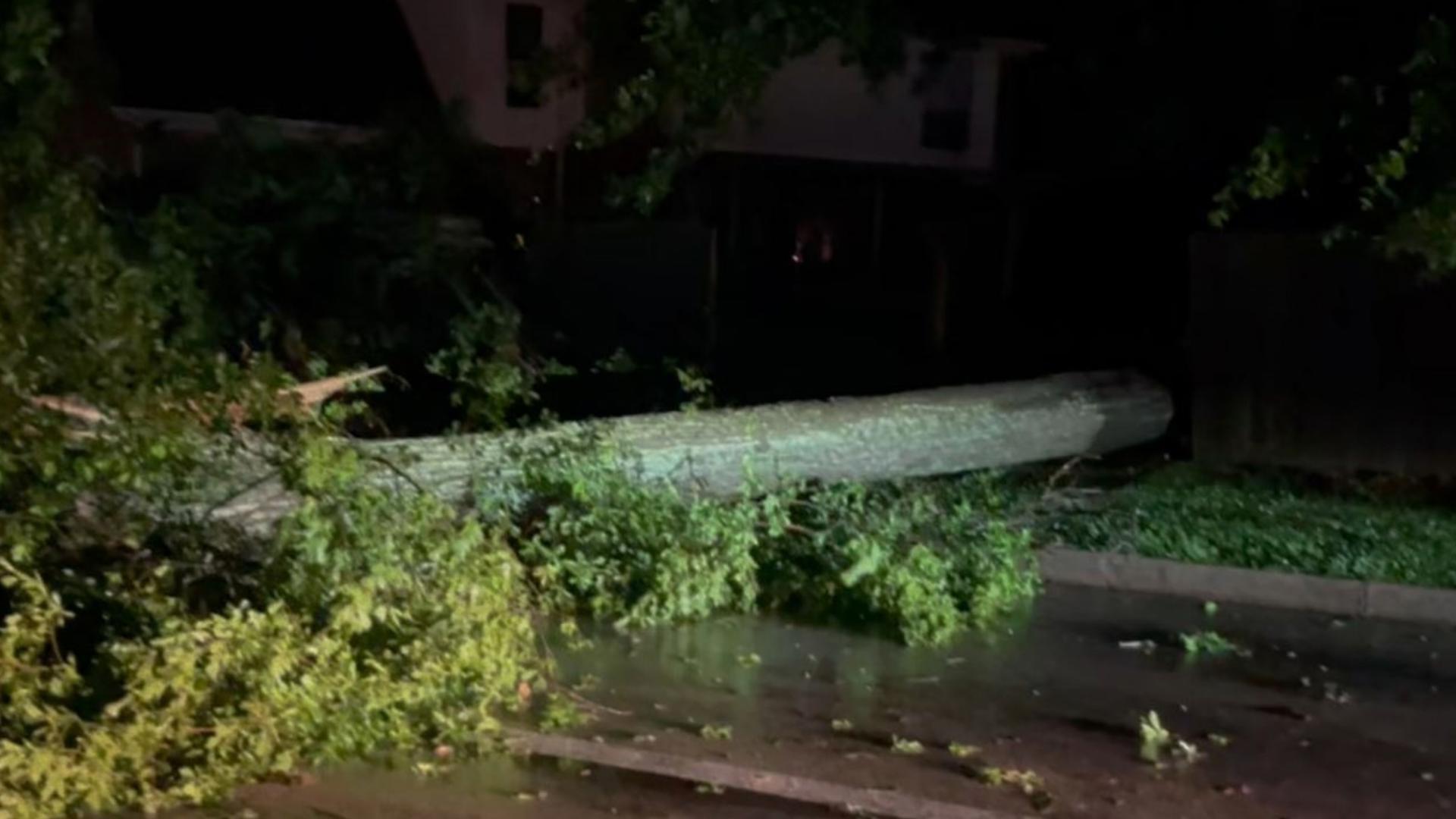 Tree falls around Grande Blvd, Old Grande Blvd in Tyler