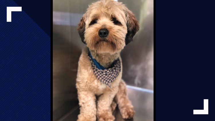 SUCCESS: Longview Animal Care and Adoption Center find dog's owners after storms SUCCESS: Longview Animal Care and Adoption Center find dog's owners after storms