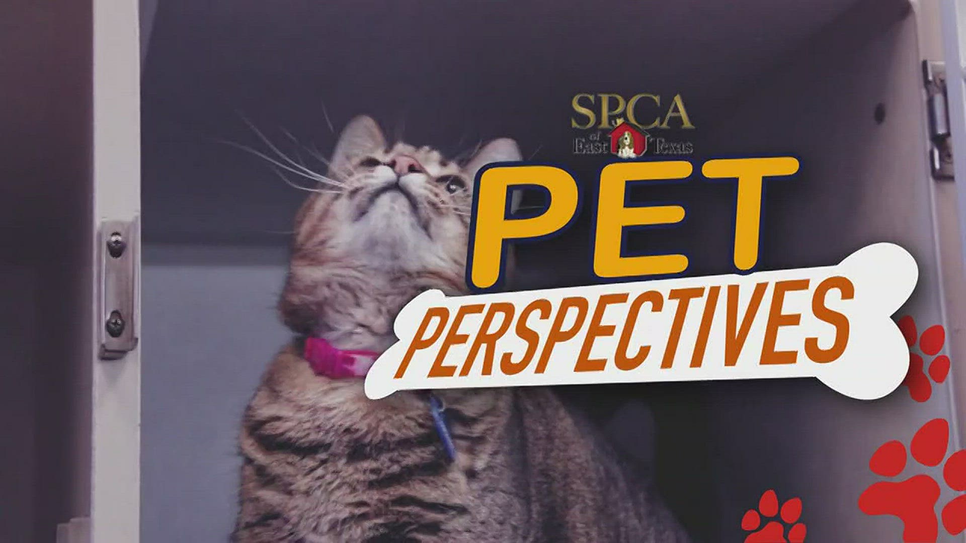 Pet Perspectives (91017)