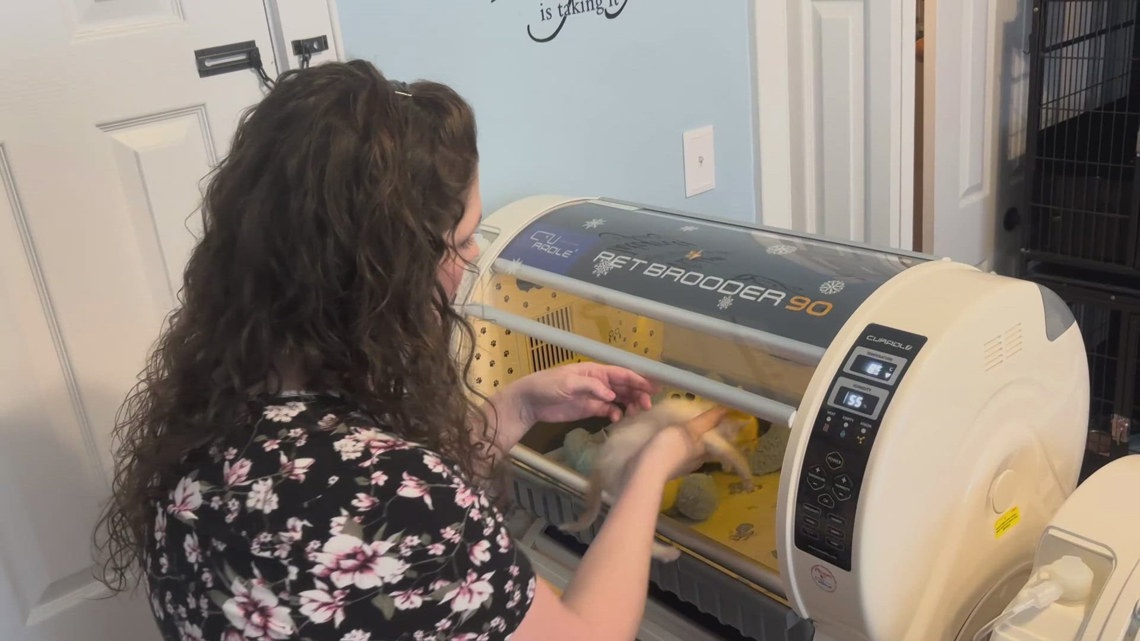PAW IT FORWARD: East Texas woman cares for newborn animals too fragile for a shelter environment