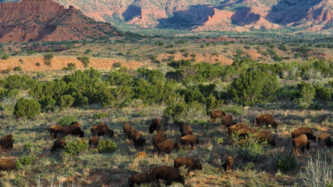 Matthew McConaughey narrates Texas wildlife film to be shown in East Texas theaters - Vimarsana News