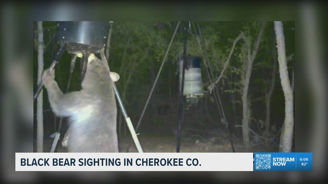 Rare black bear confirmed to be overwintering in East Texas