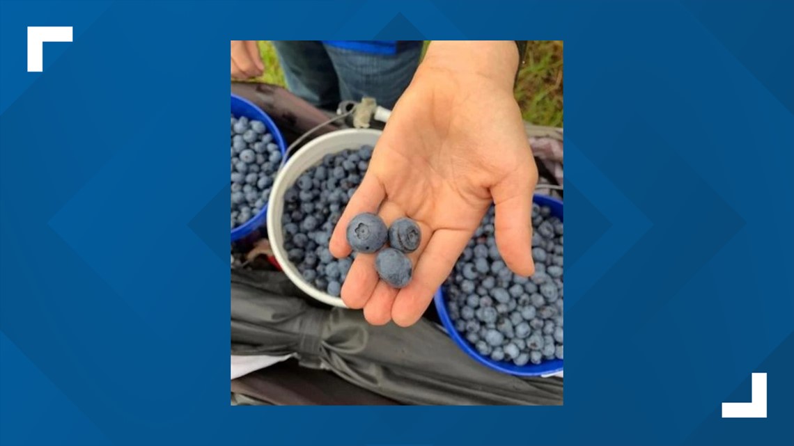 Lindale blueberry farm opens for the season cbs19.tv