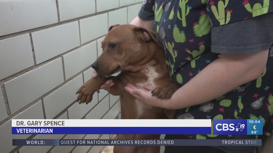 Dogs from alleged dog fighting ring evaluated by professional