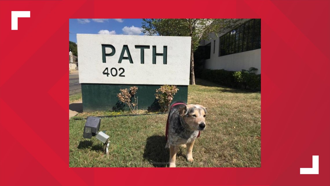 A local dog left a lasting impact at PATH and the community - Vimarsana News