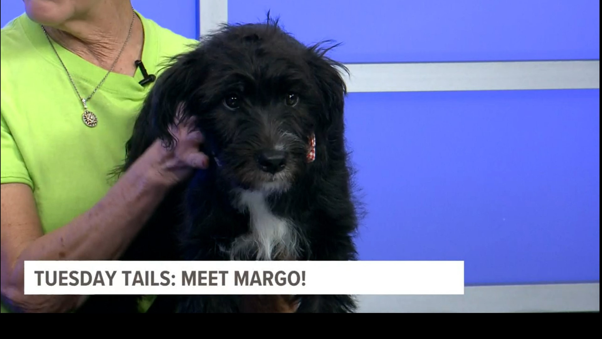 Margo is looking for her FUR-ever home!