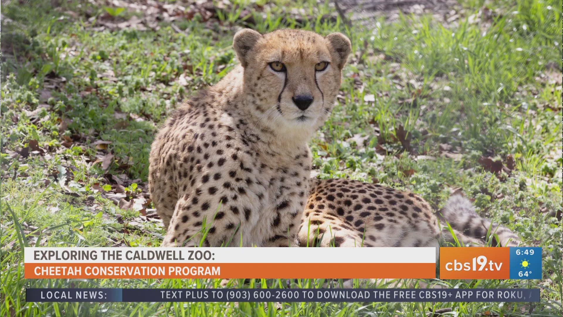 For more behind-the-scenes zoo content, watch CBS19 on Fridays during Morning Y'all for the weekly segment, Exploring the Caldwell Zoo.