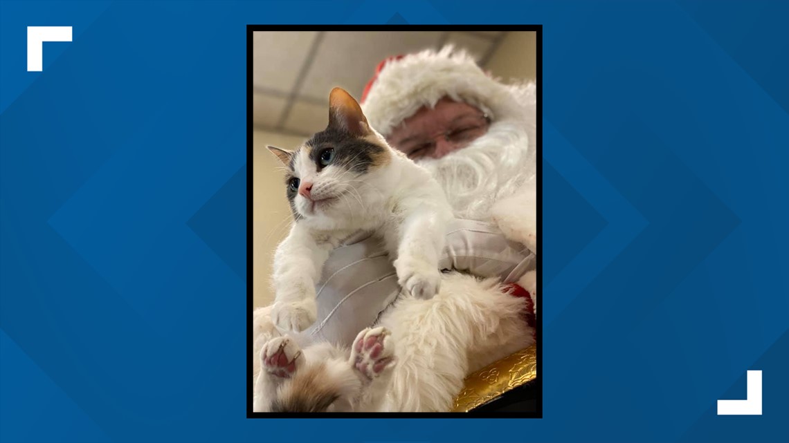 GALLERY Longview Animal Care and Adoption Center pets pose for