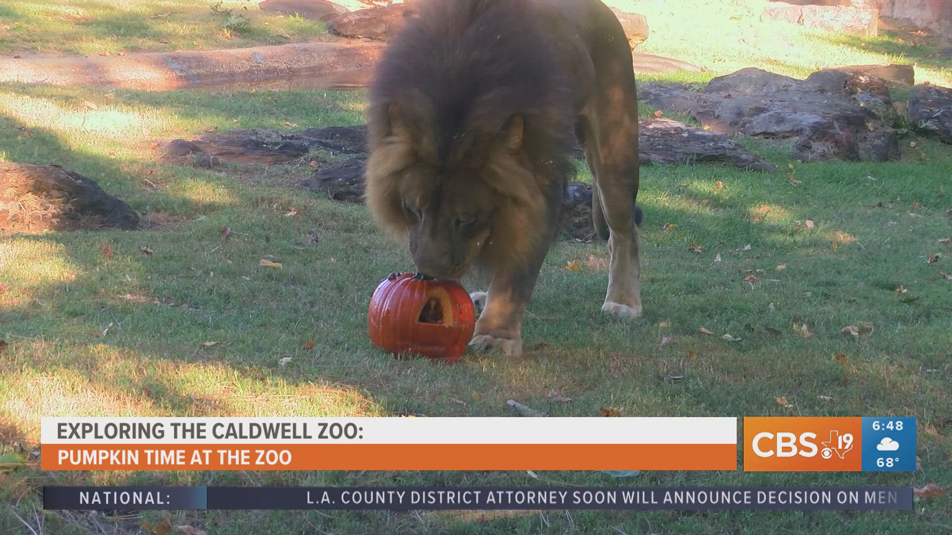 For more behind-the-scenes zoo content, watch CBS19 on Fridays during Morning Y'all for the weekly segment, Exploring the Caldwell Zoo.