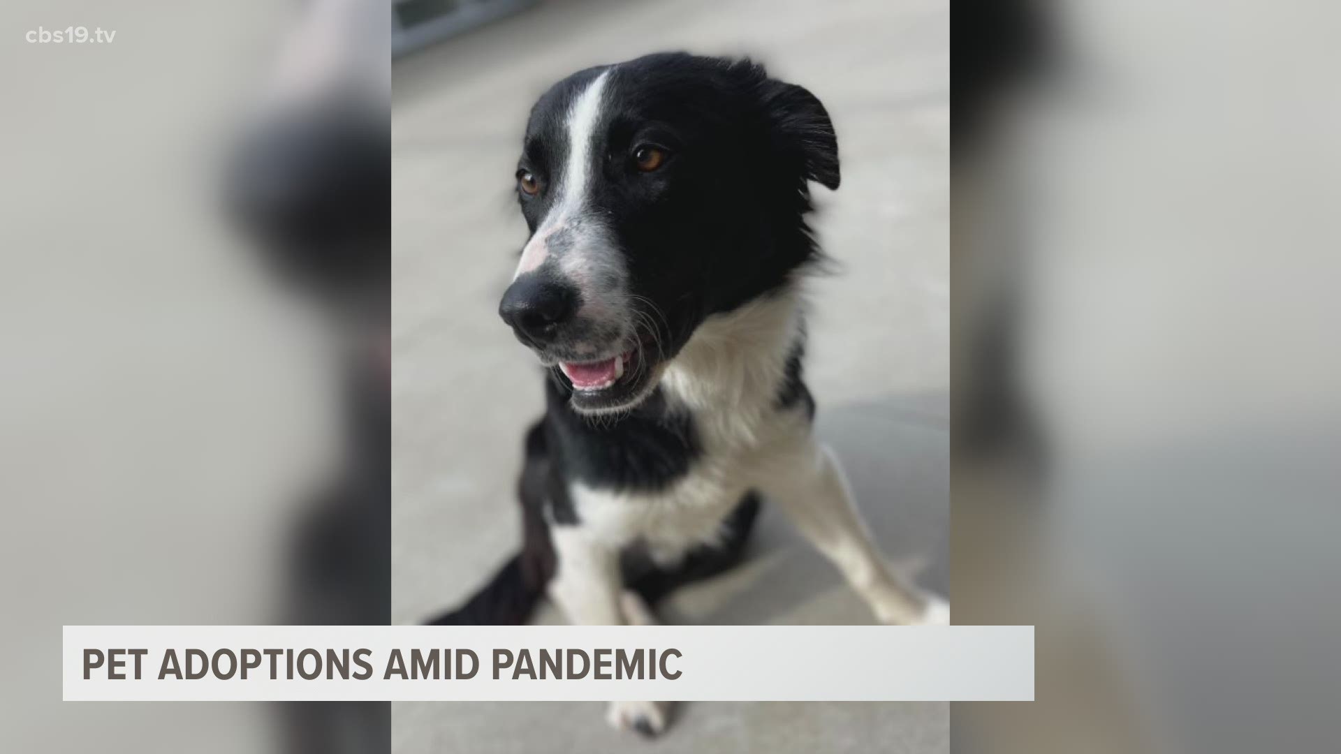 Pet adoptions remain popular a year into the pandemic. The Longview Animal Care and Adoption Center hosts adoptions specials often, according to its Facebook page.