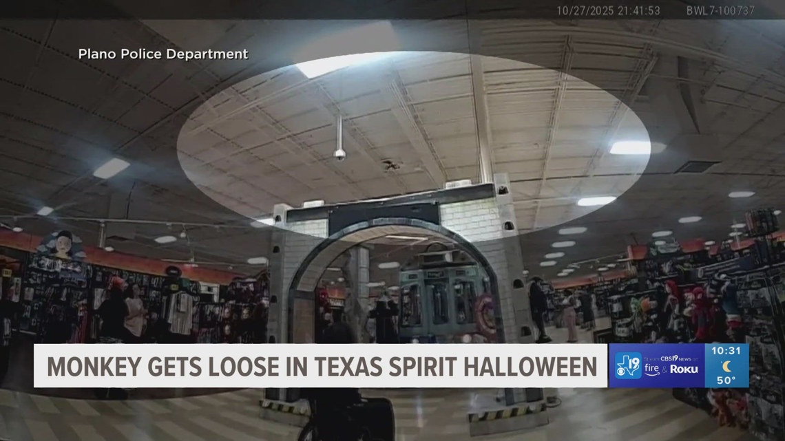 Monkey gets loose in Texas Spirit Halloween cbs19.tv(01)