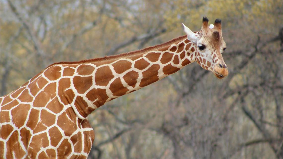 Le zoo de Caldwell pleure la perte de sa girafe réticulée bien-aimée, Cricket
