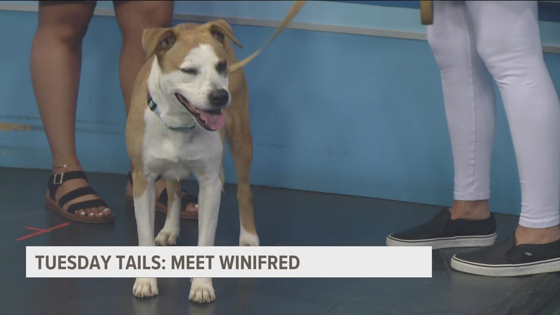 TUESDAY TAILS: Meet Winifred from the SPCA of East Texas