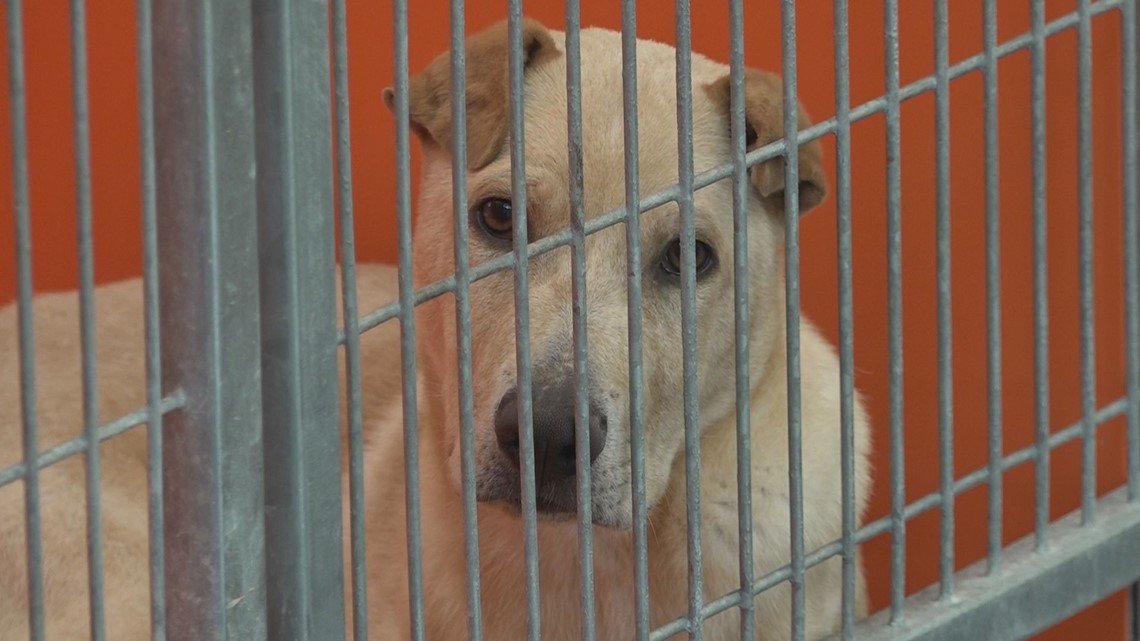 Smith County Animal Control hosts nationwide adoption event cbs19.tv