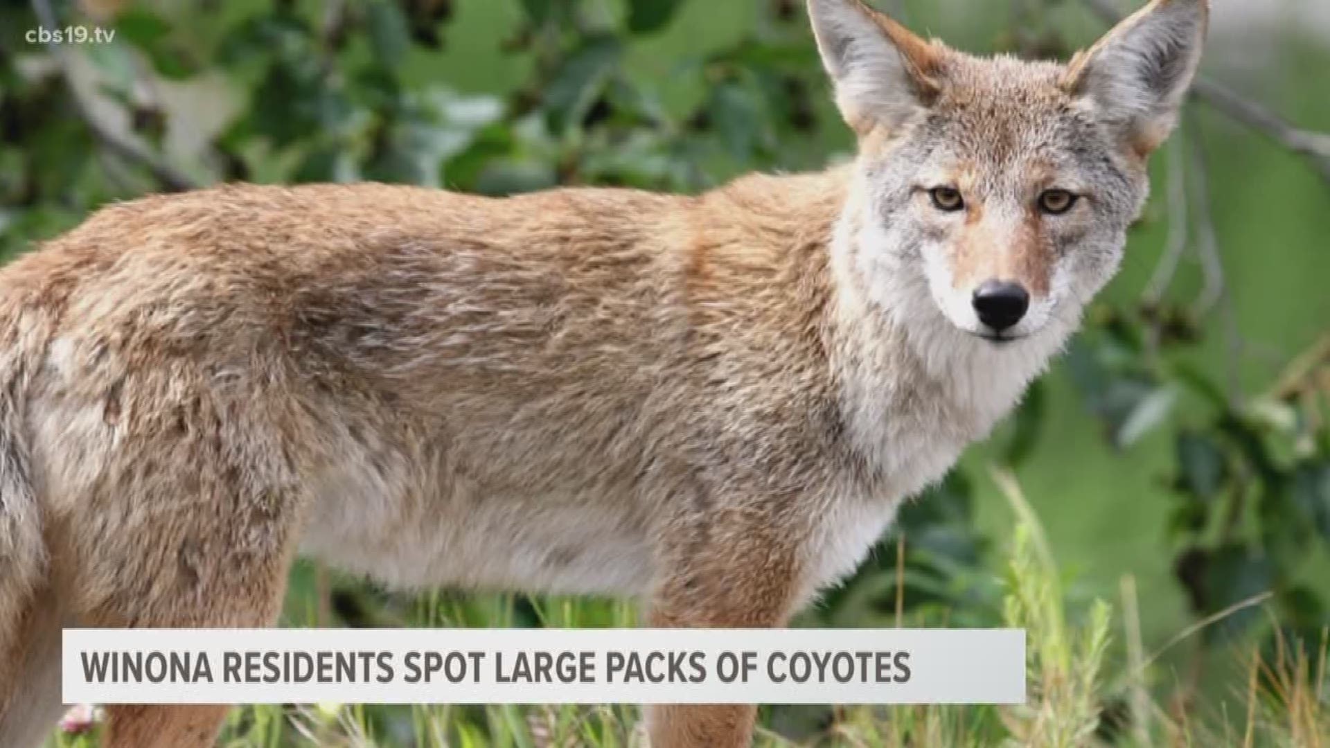 winona-residents-spot-large-packs-of-coyotes-cbs19-tv