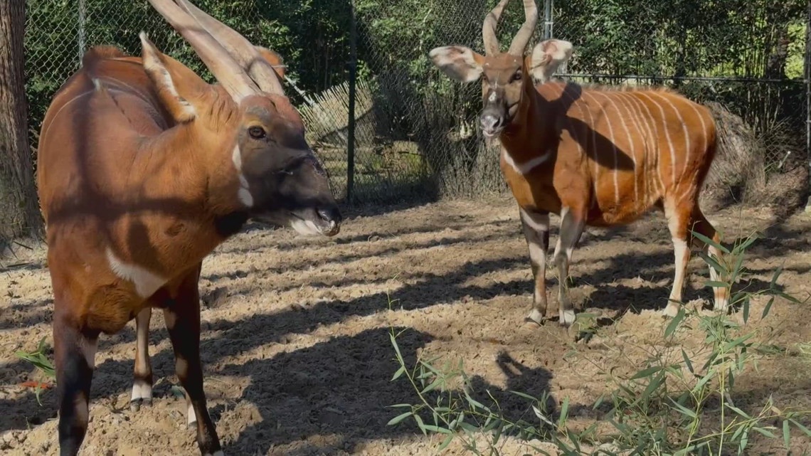 EXPLORING THE CALDWELL ZOO: Rare bongos aims to save Central Africa's endangered antelope