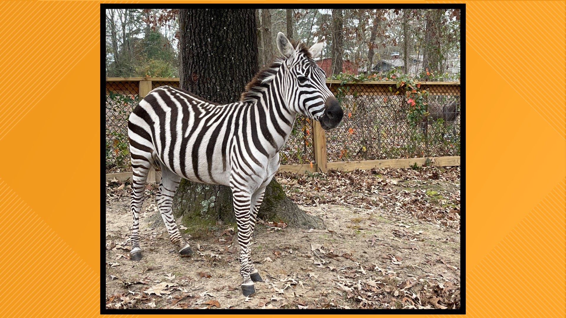 Longview Animal Control helps loose zebra, 12 donkeys back home cbs19.tv