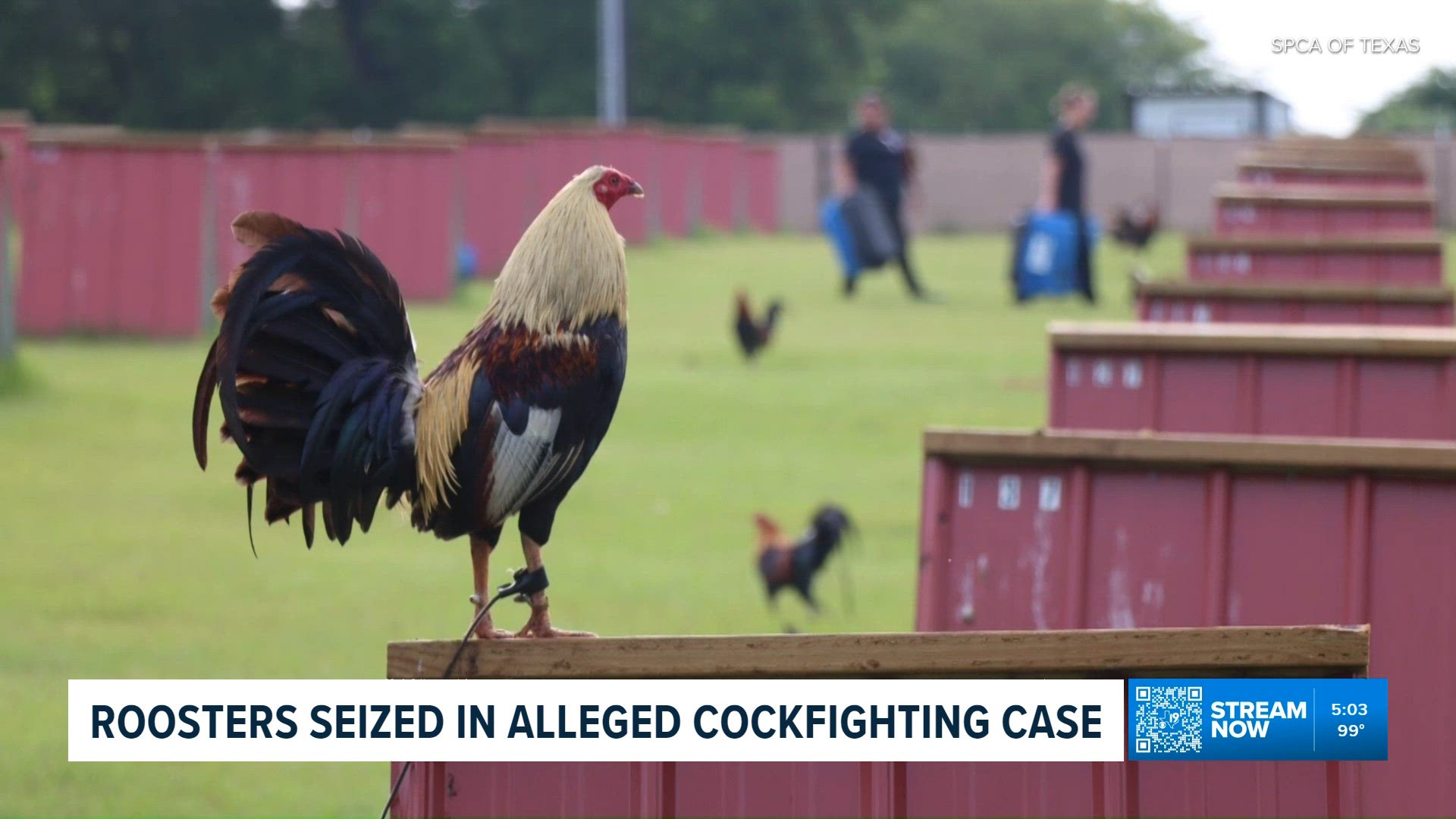 Detention Example East Texas judge to decide custody of 181 seized roosters amid ...