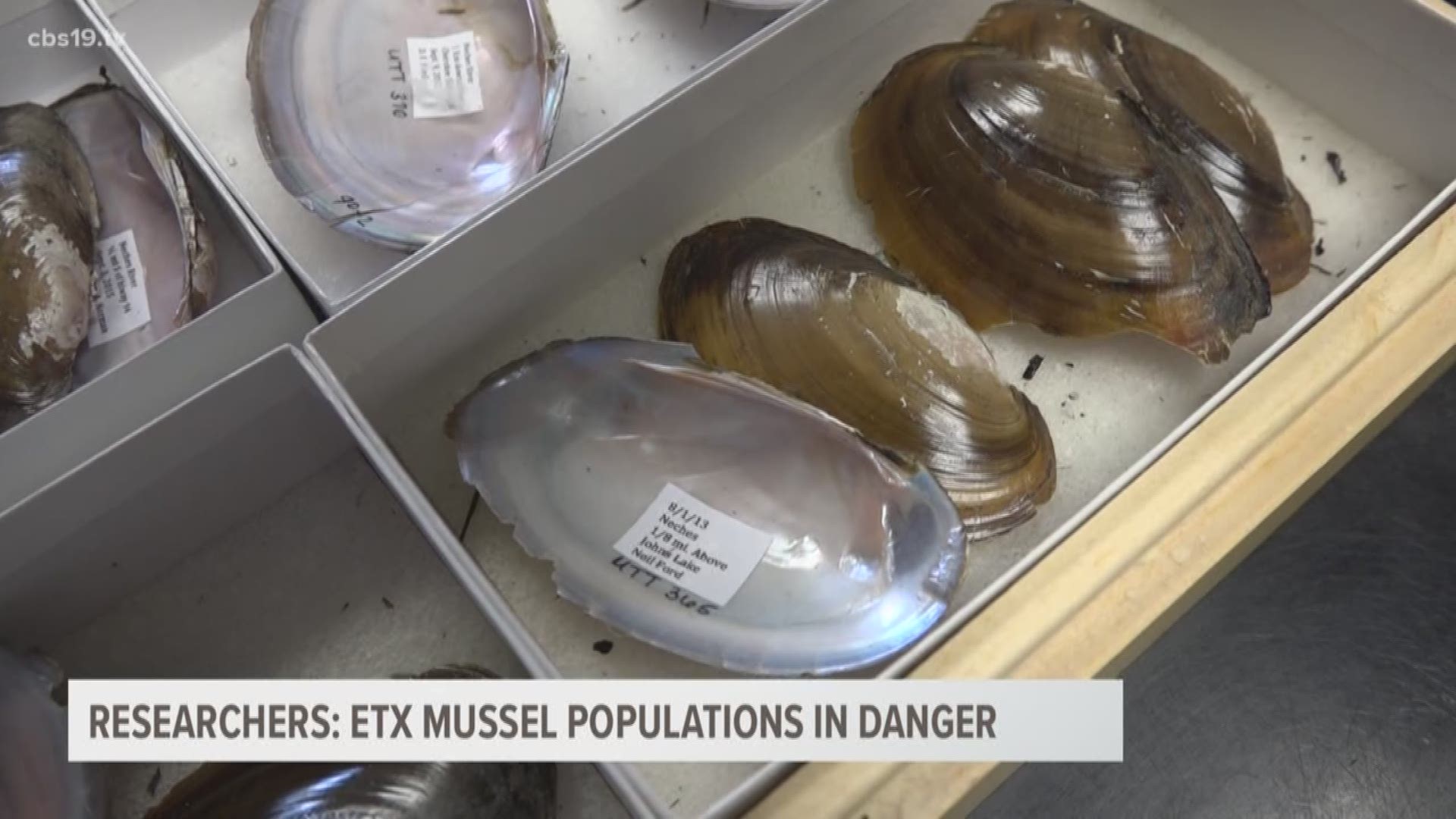 A predicted rise in water temperatures could spell disaster for ETX freshwater mussels and ETX drinking water sources.