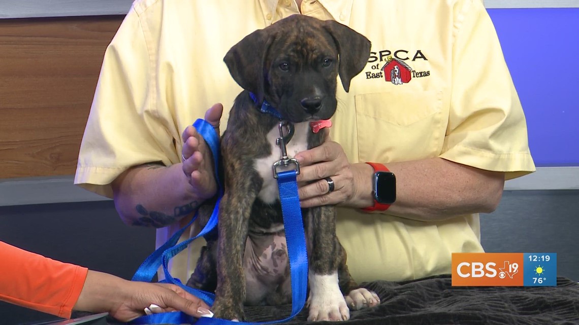 TUESDAY TAILS: Meet Motor from the SPCA of East Texas