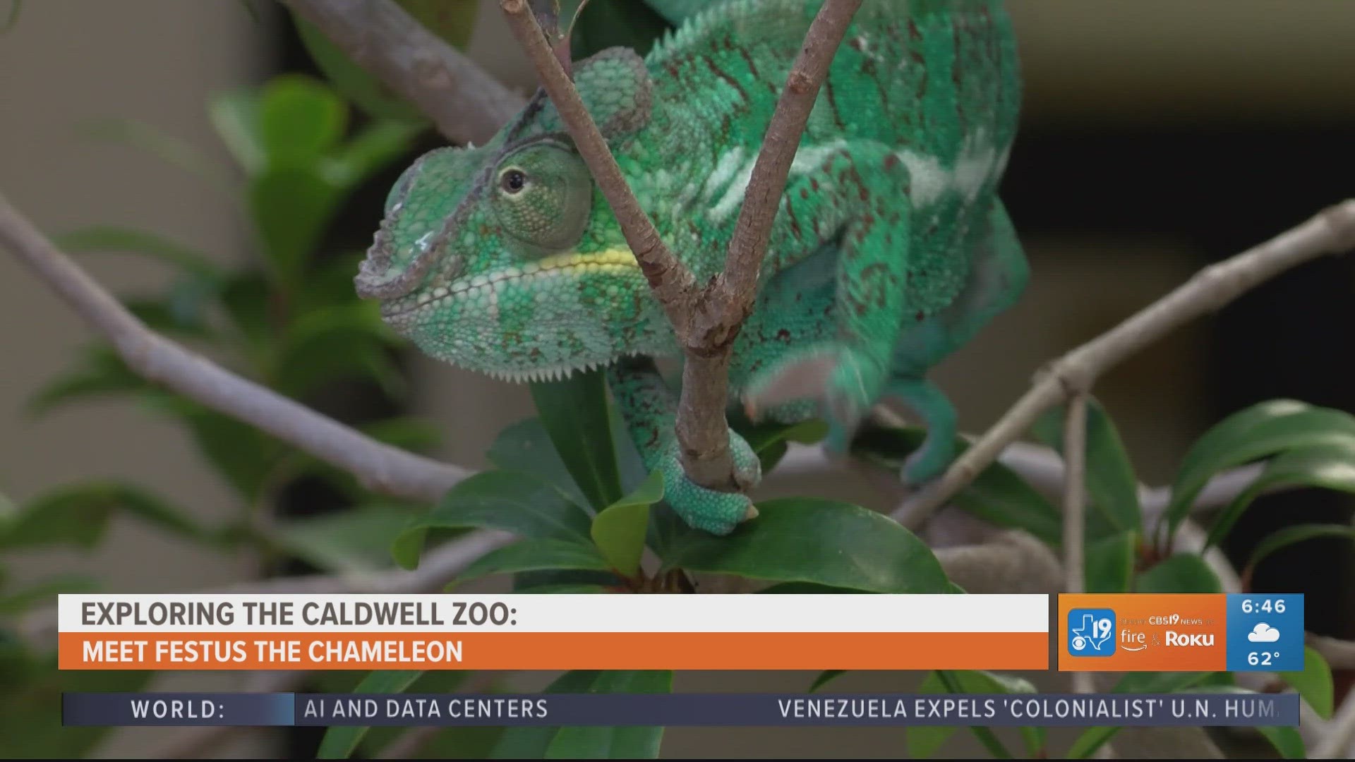 Exploring the Caldwell Zoo: Meet Festus the Colorful Chameleon
