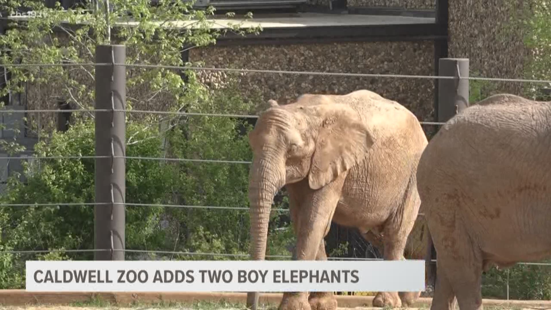 The Caldwell Zoo welcomed two new elephants to Tyler from the San Diego Zoo Safari Park.