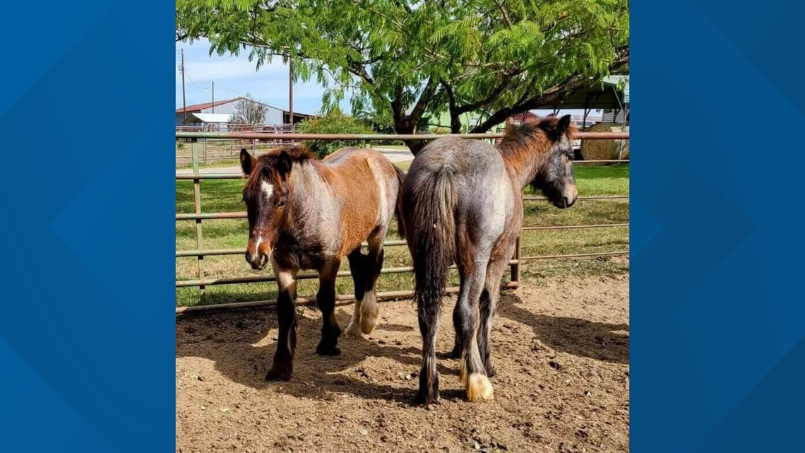 Officials investigating after horses go missing in Smith County - Vimarsana News