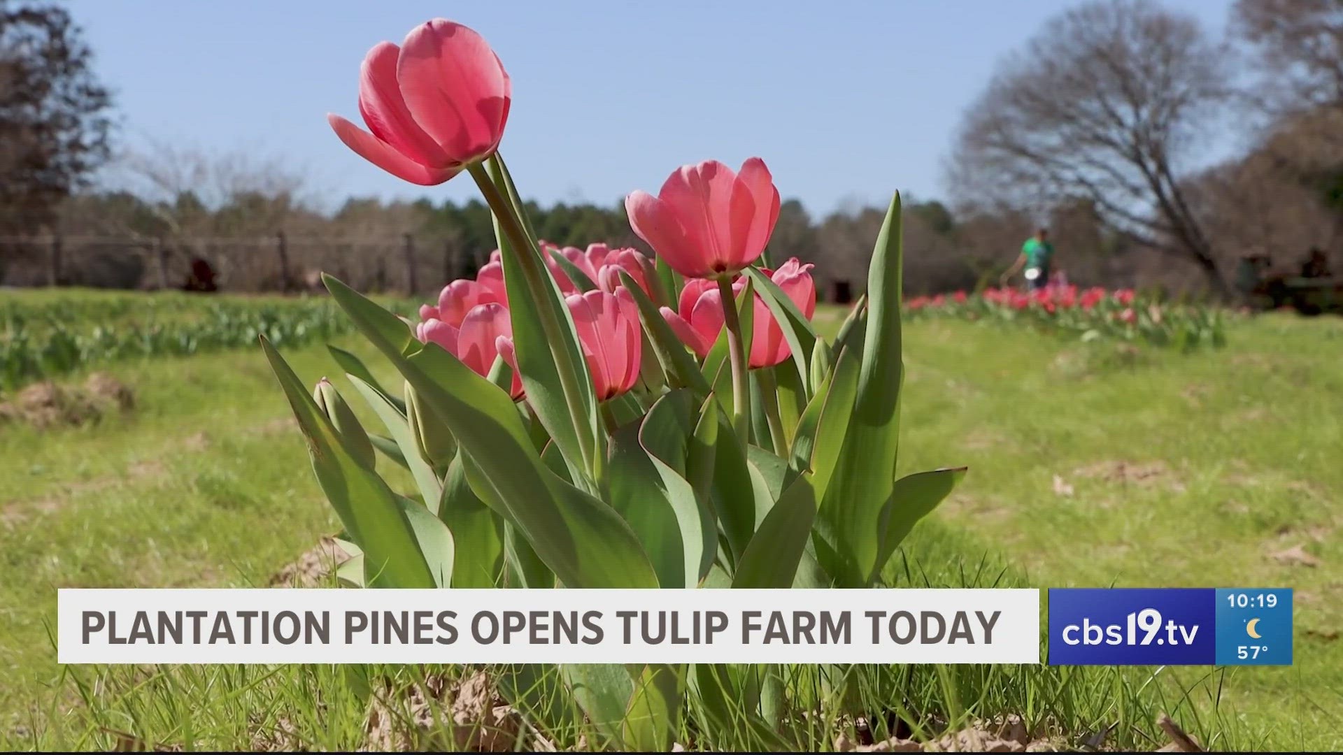 Plantation opens their tulip farm in Tyler