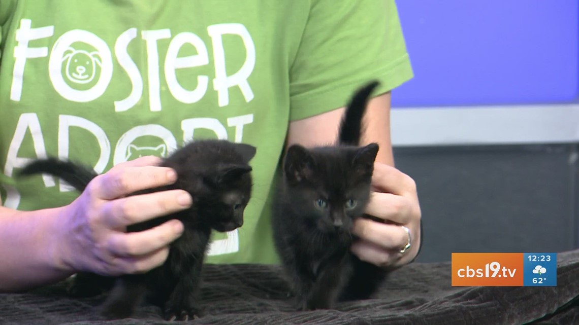 TUESDAY TAILS: Meet Knick-Knack and Paddy-Whack from the SPCA of East Texas