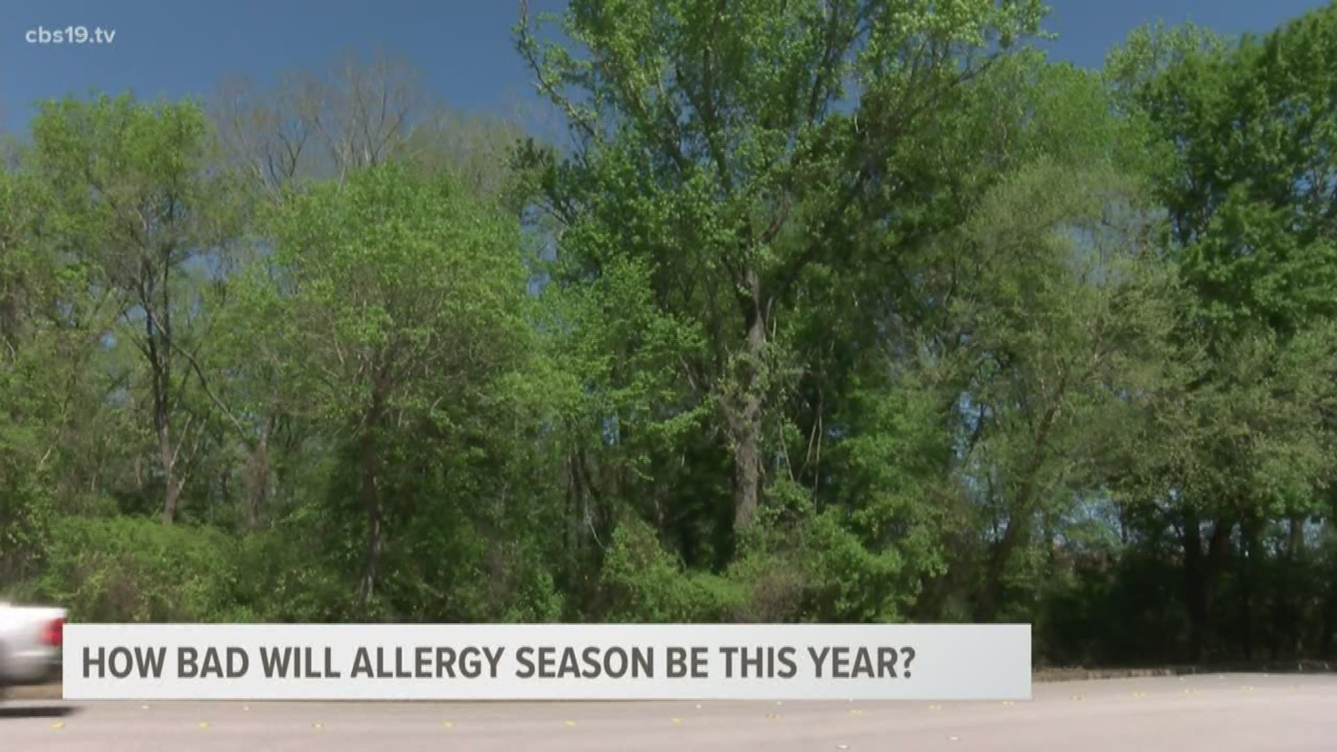 Spring allergies return to East Texas | What you should know | cbs19.tv