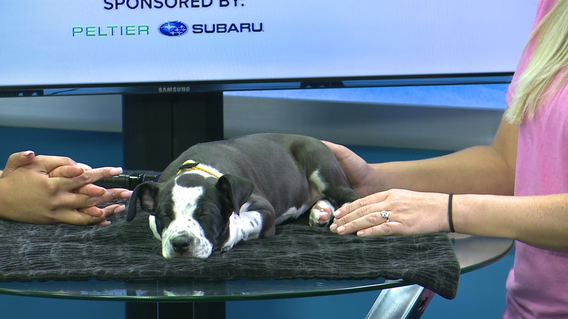 To adopt this sweet pup, visit spcaeasttx.com.