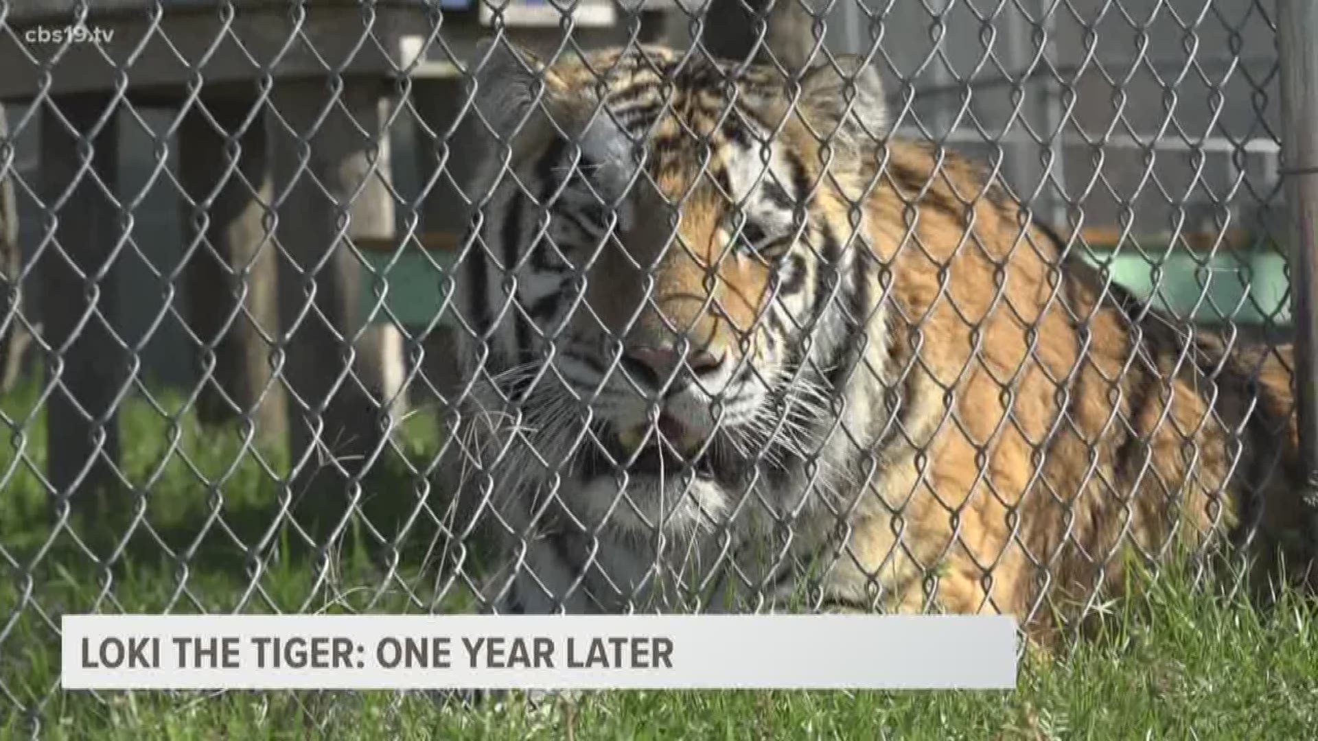 Loki the tiger made national news when he was discovered in an abandoned house in Houston. He is now happy and healthy at the Cleveland Amory Black Beauty Ranch.