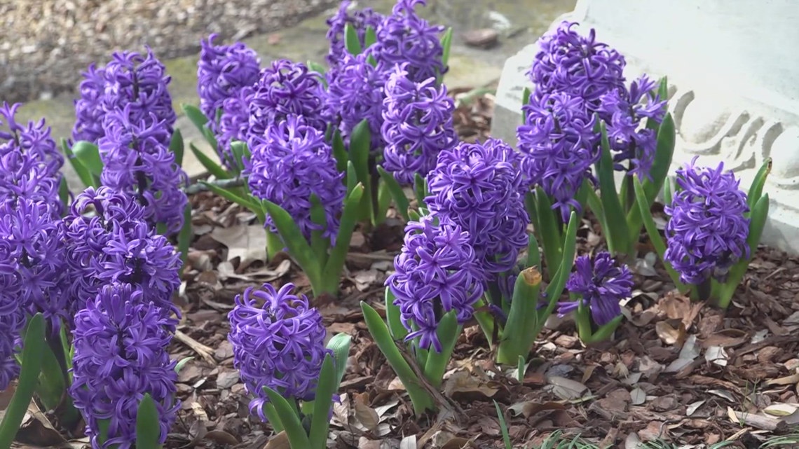 Gardeners Urged to Be Patient After Freeze