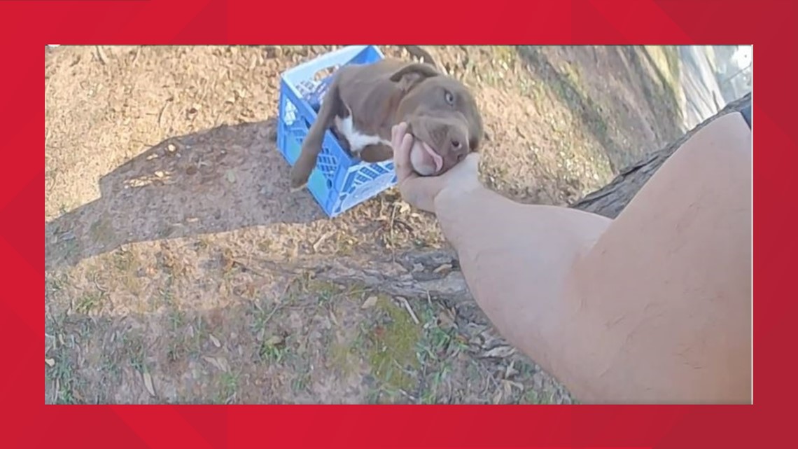 Police looking for person who abandoned dog, her puppies | cbs19.tv