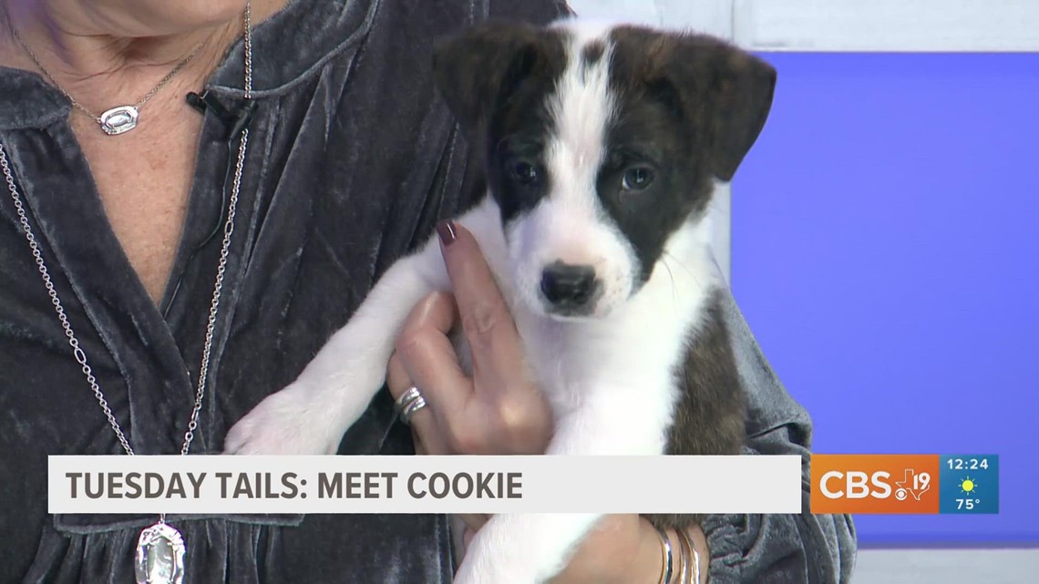 TUESDAY TAILS: Meet Cookie from the SPCA of East Texas