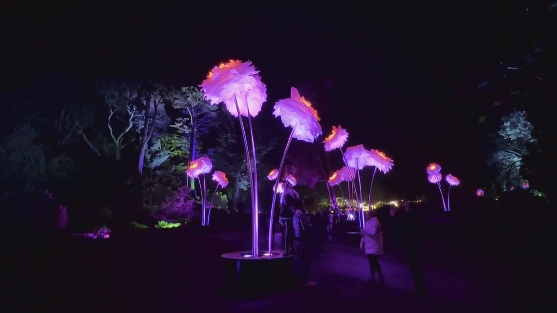 Lightscape transforms San Francisco garden